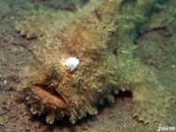 Antennarius hispidus (Hispid frogfish, Shaggy Frogfish - Hispid Anglerfisch)
