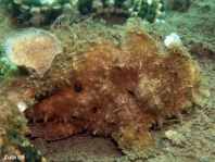 Antennarius hispidus (Hispid frogfish, Shaggy Frogfish - Hispid Anglerfisch)