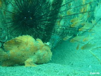 Antennarius hispidus (Hispid frogfish, Shaggy Frogfish - Hispid Anglerfisch)