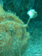 Antennarius hispidus (Hispid frogfish, Shaggy Frogfish - Hispid Anglerfisch)