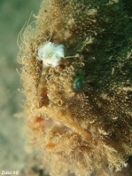 Hispid frogfish - Antennarius hispidus - Hispid Anglerfisch