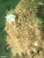 Hispid frogfish - Antennarius hispidus - Hispid Anglerfisch