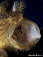 Antennarius hispidus (Hispid frogfish, Shaggy Frogfish - Hispid Anglerfisch)