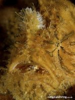 Antennarius hispidus (Hispid frogfish, Shaggy Frogfish - Hispid Anglerfisch)