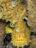 Antennarius hispidus (Hispid frogfish, Shaggy Frogfish - Hispid Anglerfisch)