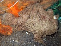 Hispid frogfish - Antennarius hispidus - Hispid Anglerfisch