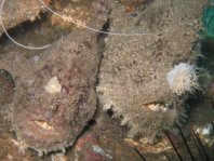 Hispid frogfish - Antennarius hispidus - Hispid Anglerfisch