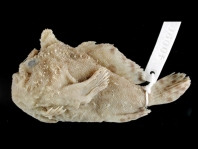 Lophiocharon lithinostomus (Marble-Mouthed Frogfish - Marmor-Maul Anglerfisch)