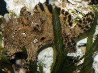 Antennarius indicus (Indian Frogfish - Indischer Anglerfisch )