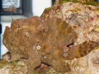 Antennarius indicus (Indian Frogfish - Indischer Anglerfisch )