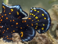 Antennarius pictus (Painted frogfish - Rundflecken Anglerfisch, Bemalter Fühlerfisch) 