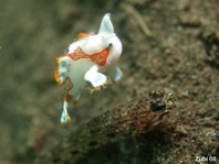 Baby wratten hengelaarsvis (Antennarius maculatus)