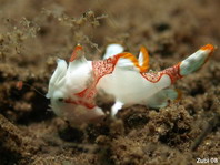 Warty frogfish (Clown frogfish) - <em>Antennarius maculatus</em> - Warzen Anglerfisch 