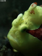 Warty frogfish (Clown frogfish) - Antennarius maculatus - Warzen Anglerfisch 