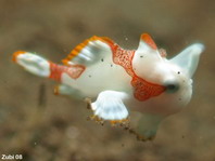 Der Baby Warzen Anglerfisch (Antennarius maculatus) beim Schwimmen