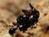 Antennarius pictus (Painted frogfish - Rundflecken Anglerfisch, Bemalter Fühlerfisch) 