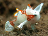 Baby wratten hengelaarsvis (Antennarius maculatus)