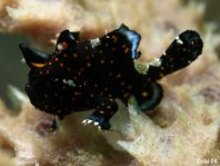 Antennarius pictus (Painted frogfish - Rundflecken Anglerfisch, Bemalter Fühlerfisch) 