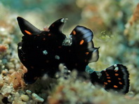 Antennarius pictus (Painted frogfish - Rundflecken Anglerfisch, Bemalter Fühlerfisch) 