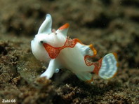 Warty frogfish (Antennarius maculatus) about 7mm juvenile mimicking a distasteful flatworm