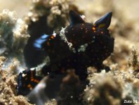 Painted Frogfish (Antennarius pictus) about 6mm