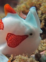 Antennarius maculatus - Warty Frogfish, Clown frogfish, Wartskin frogfish - Warzen Anglerfisch, Clown Anglerfisch) 