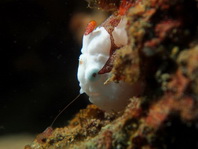 Antennarius maculatus - Warty Frogfish, Clown frogfish, Wartskin frogfish - Warzen Anglerfisch, Clown Anglerfisch) 