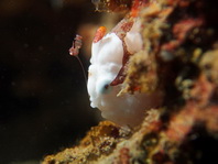 Antennarius maculatus - Warty Frogfish, Clown frogfish, Wartskin frogfish - Warzen Anglerfisch, Clown Anglerfisch) 