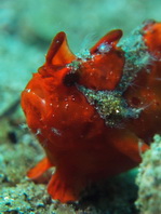 Antennarius maculatus - Warty Frogfish, Clown frogfish, Wartskin frogfish - Warzen Anglerfisch, Clown Anglerfisch) 