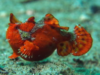 Warzen-Anglerfisch (Antennarius maculatus) bewegt den zweiten Flossenstrahl