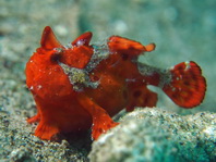 Warty frogfish (Clown frogfish) - Antennarius maculatus - Warzen Anglerfisch 