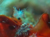 Warty frogfish (Clown frogfish) - Antennarius maculatus - Warzen Anglerfisch 