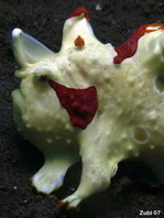 Antennarius maculatus - Warty Frogfish, Clown frogfish, Wartskin frogfish - Warzen Anglerfisch, Clown Anglerfisch) 