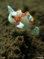 Der Baby Warzen Anglerfisch (Antennarius maculatus) landet