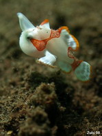 Der Baby Warzen Anglerfisch (Antennarius maculatus) landet