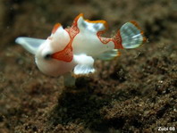 Der Baby Warzen Anglerfisch (Antennarius maculatus) ist wieder auf dem Boden