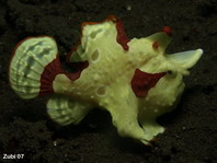 Warty frogfish (Clown frogfish) - <em>Antennarius maculatus</em> - Warzen Anglerfisch 