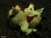 Warty frogfish (Clown frogfish) - <em>Antennarius maculatus</em> - Warzen Anglerfisch 