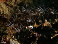 Warty frogfish (Clown frogfish) - Antennarius maculatus - Warzen Anglerfisch 