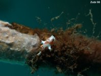 Warty frogfish (Clown frogfish) - <em>Antennarius maculatus</em> - Warzen Anglerfisch 