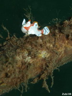 Warty Frogfish (Antennarius maculatus) about 7mm