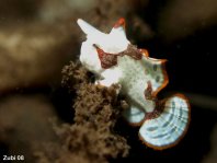 Warty frogfish (Clown frogfish) - Antennarius maculatus - Warzen Anglerfisch 