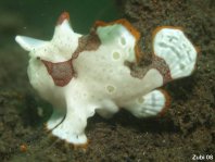 Antennarius maculatus - Warty Frogfish, Clown frogfish, Wartskin frogfish - Warzen Anglerfisch, Clown Anglerfisch) 