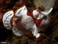 Antennarius maculatus - Warty Frogfish, Clown frogfish, Wartskin frogfish - Warzen Anglerfisch, Clown Anglerfisch) 