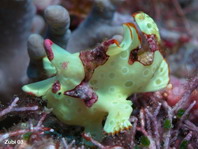 Antennarius maculatus - Warty Frogfish, Clown frogfish, Wartskin frogfish - Warzen Anglerfisch, Clown Anglerfisch) 