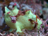 Warty frogfish (Clown frogfish) - Antennarius maculatus - Warzen Anglerfisch 