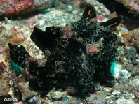 Warty frogfish (Clown frogfish) - <em>Antennarius maculatus</em> - Warzen Anglerfisch 