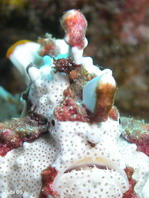 Warty frogfish (Clown frogfish) - <em>Antennarius maculatus</em> - Warzen Anglerfisch 