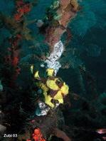 Warzen-Anglerfisch (Antennarius maculatus) in Schwämmen versteckt.