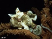 Warty frogfish (Clown frogfish) - <em>Antennarius maculatus</em> - Warzen Anglerfisch 